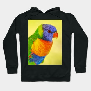 Rainbow Lorikeet Hoodie